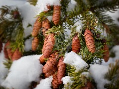 St. John's, spruce cones in winter
